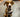 Microchip Vs Smart Tag - HeyBuddy Club
