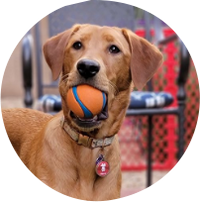 Slide Series SMART Pet Tag – HeyBuddy Club